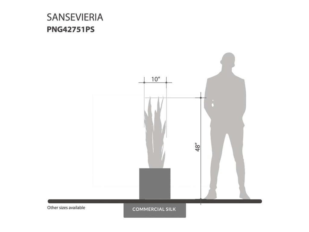 Sansevieria Plant ID# PNG42751PS