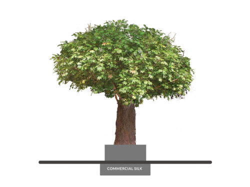 Sugar Maple Tree, Columnar ID# 3170