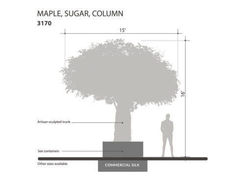 Sugar Maple Tree, Columnar ID# 3170