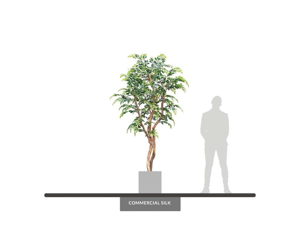 Benjamina Ficus Tree, Outdoor ID# FCBE96+