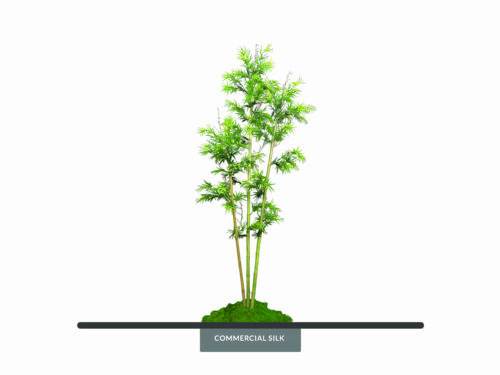 Bamboo Tree, Outdoor ID# BBP3X2++