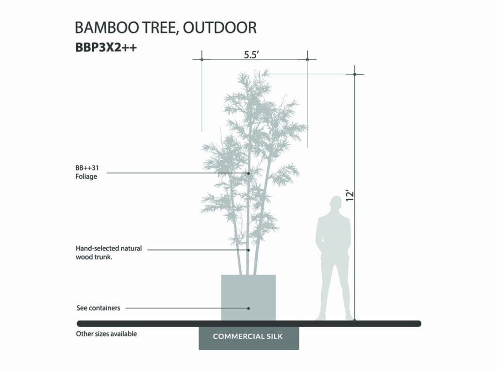 Bamboo Tree, Outdoor ID# BBP3X2++