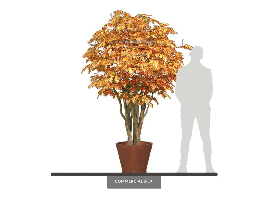 Pin Oak Tree, Autumn ID# 2245