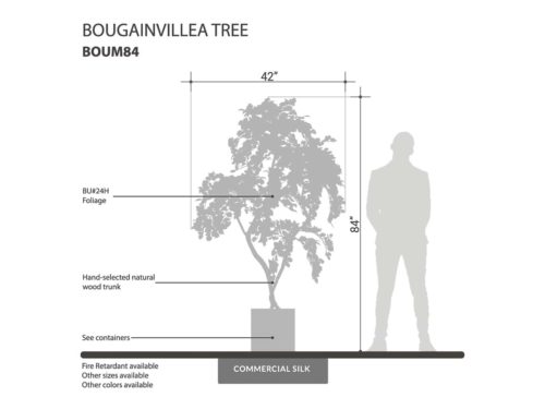 Bougainvillea Tree, Flowering, Tangerine ID# BOUM84