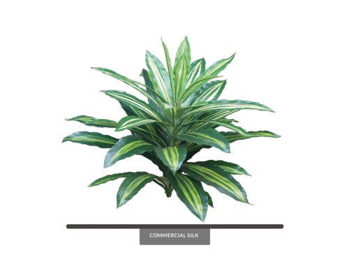 Corn Plant Bush ID# CPC#29