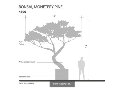 Monterey Pine Bonsai Tree ID# 4300