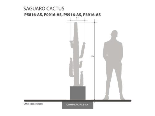 Saguaro Cactus Plant ID# P5816-AS, P0916-AS, P5916-AS, P3916-AS