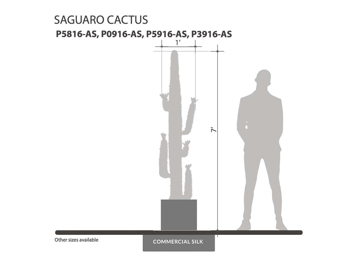Saguaro Cactus Plant ID# P5816-AS, P0916-AS, P5916-AS, P3916-AS