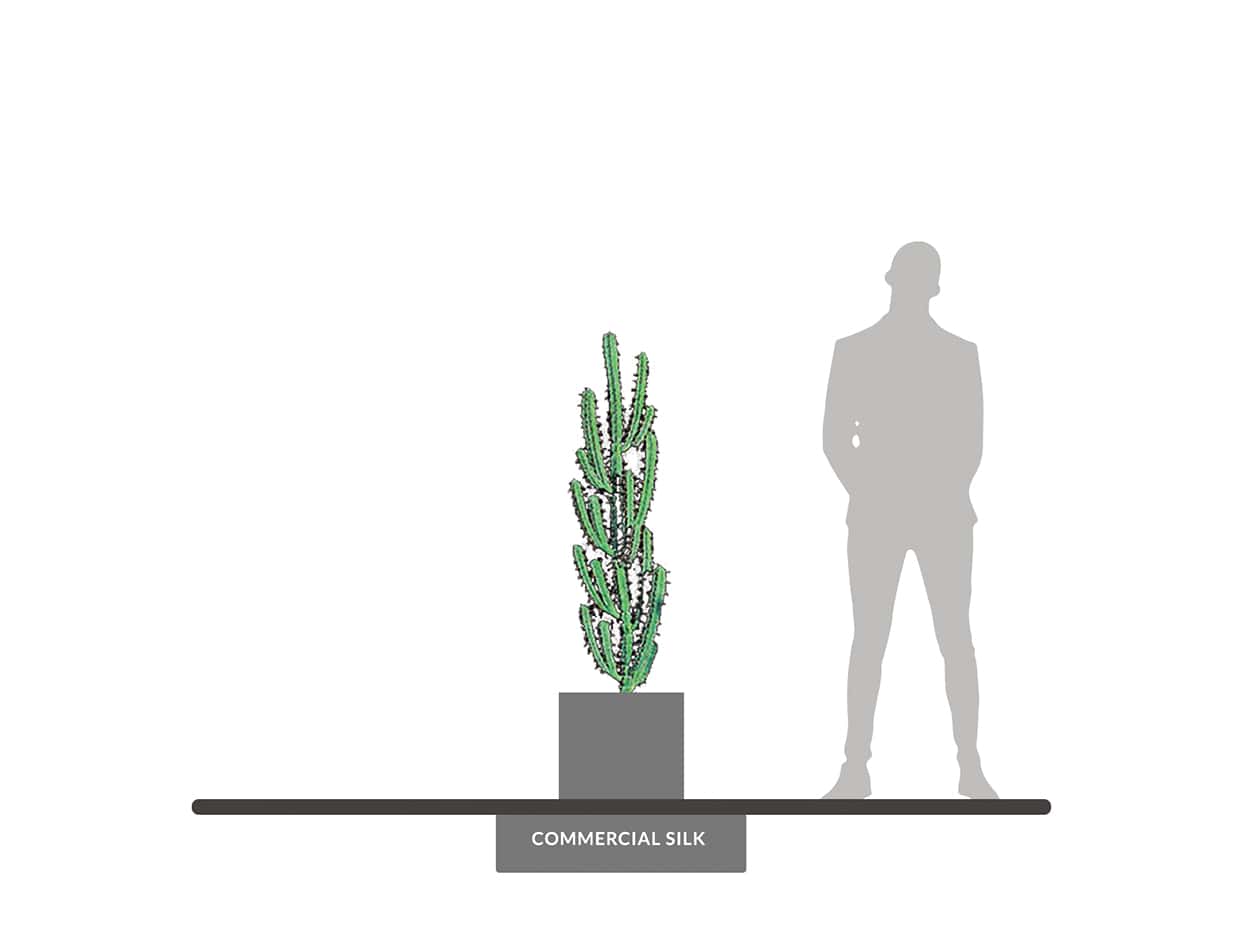 Hairbrush Cactus Plant