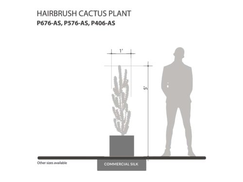 Hairbrush Cactus Plant ID# P676-AS, P576-AS, P406-AS