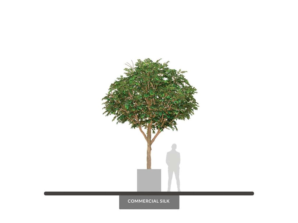 Ficus Tree ID# 11249