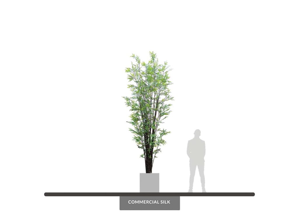 Whisper Bamboo Tree, 14' ID# BBWCX4B