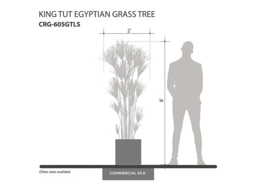 King Tut Egyptian Grass Tree ID# CRG-605GTLS