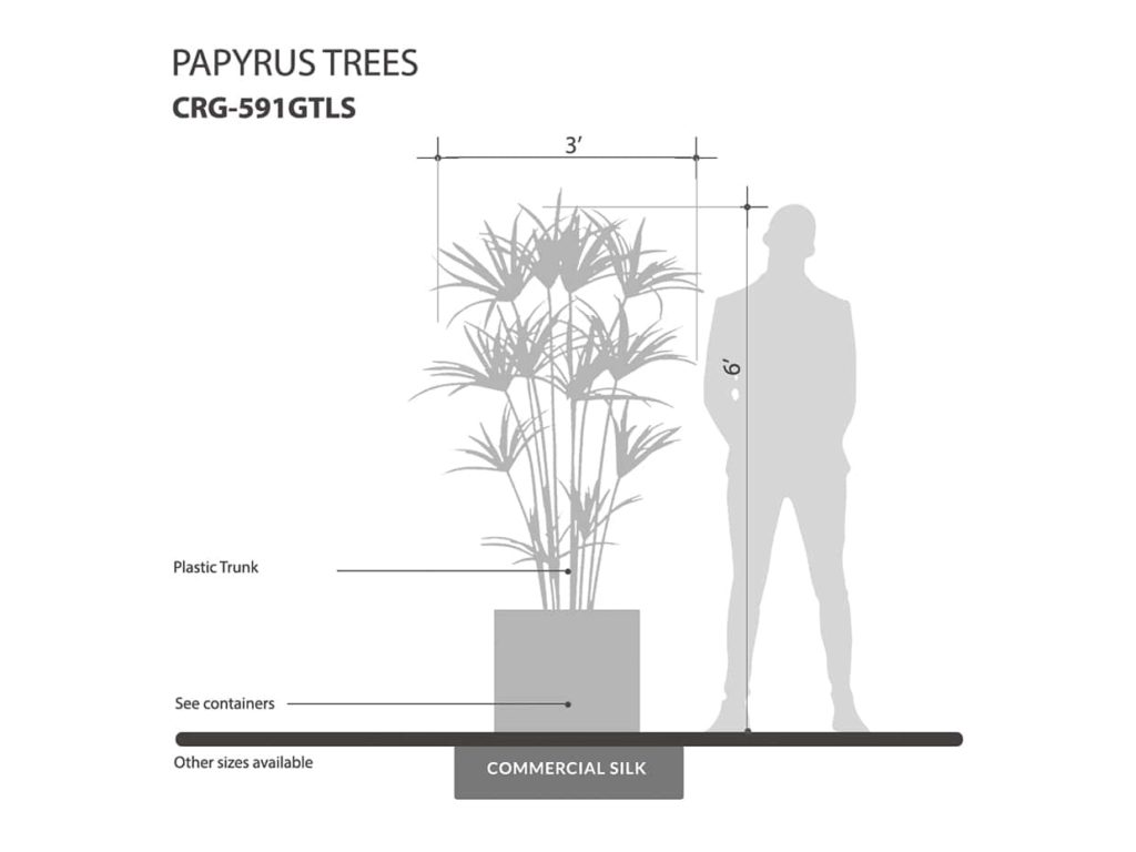 Egyptian Papyrus Tree ID# CRG-591GTLS