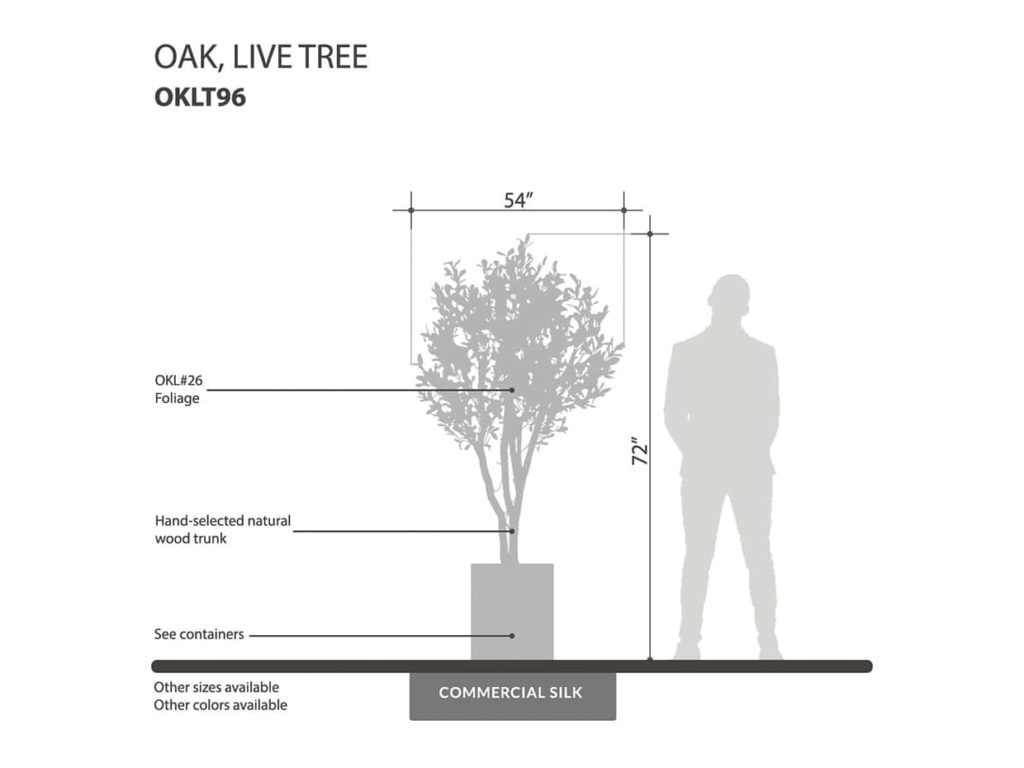 Live Oak Tree ID# OKLT96G