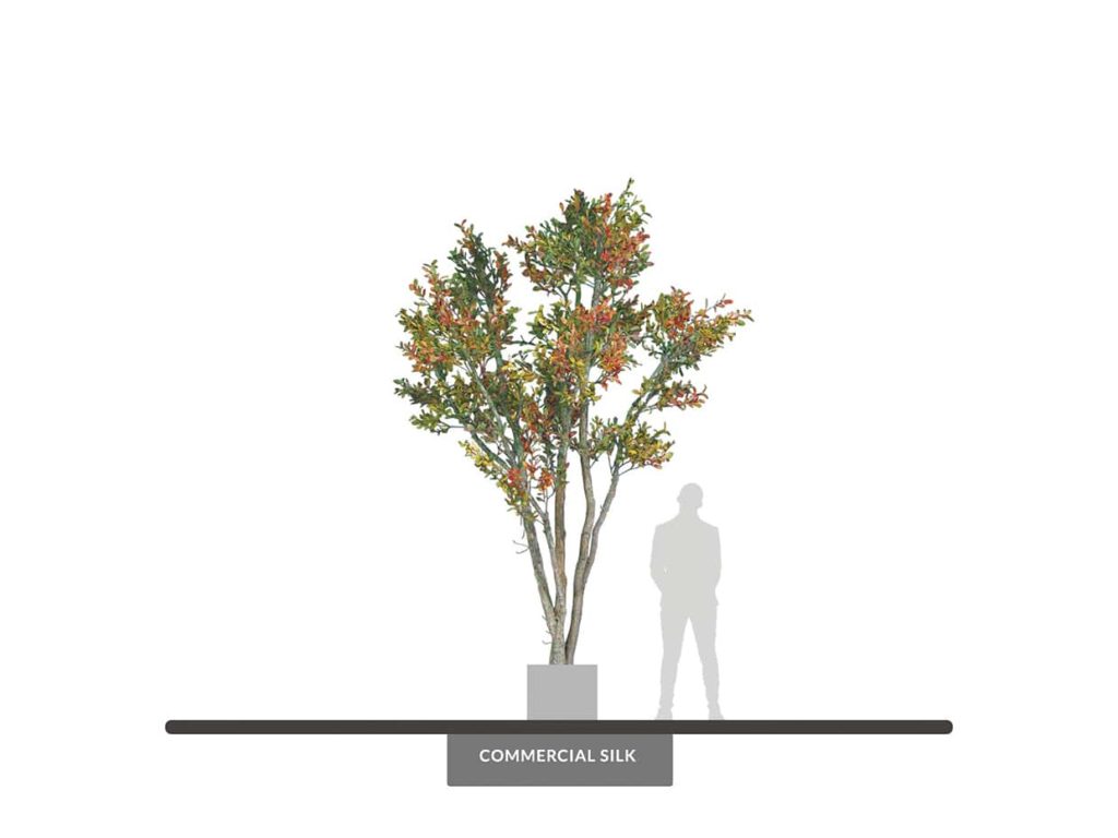 Live Oak Tree, Autumn ID# OKLTX4A