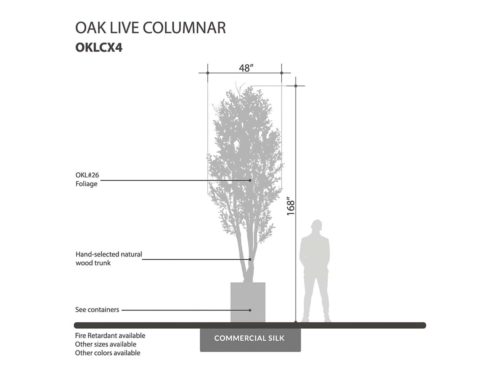 Oak Tree, Columnar ID# OKLCX4G