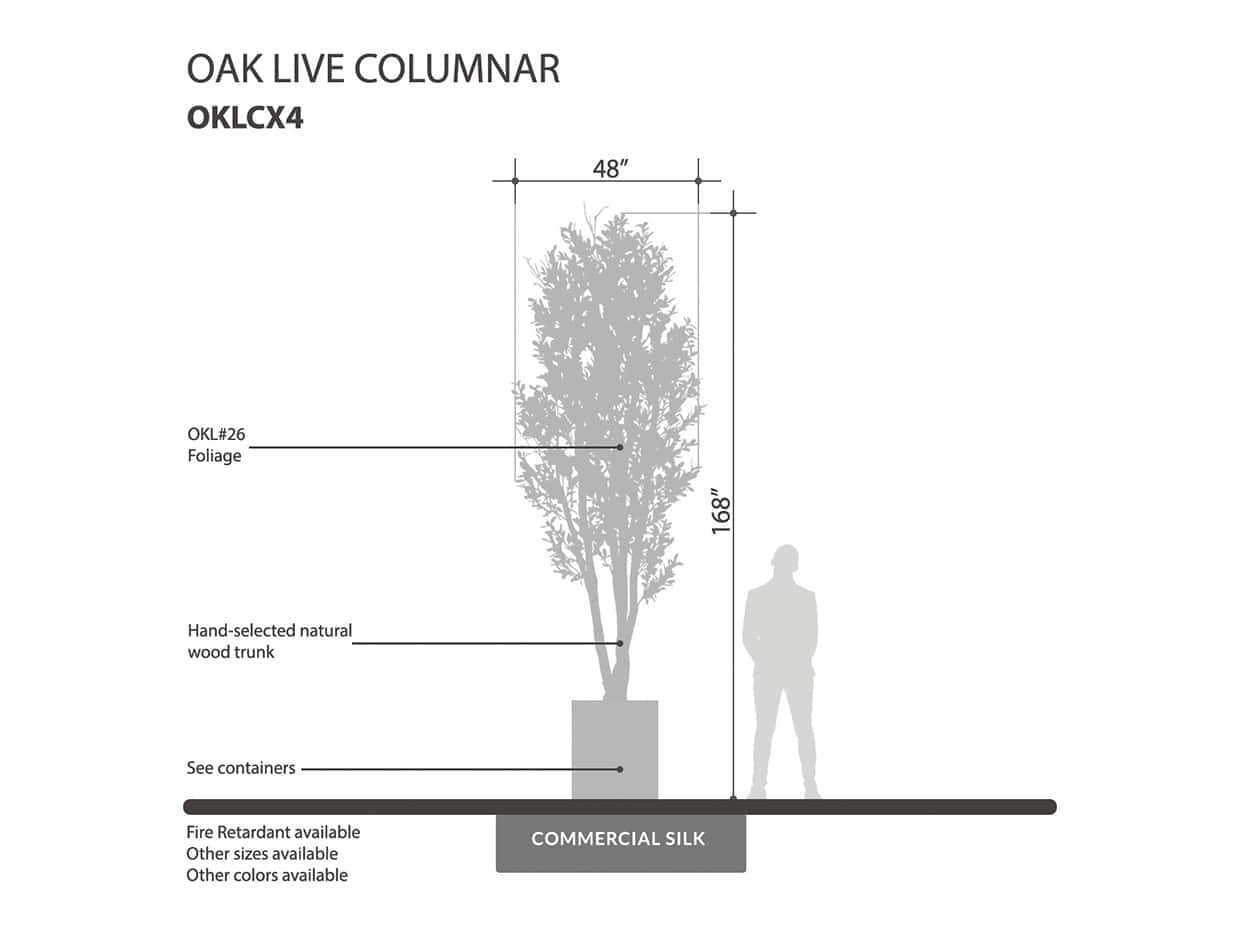 Oak Tree, Columnar ID# OKLCX4G