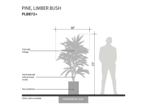 Limber Pine Plant, Spreader, Tea Green ID# PLBS30TG+