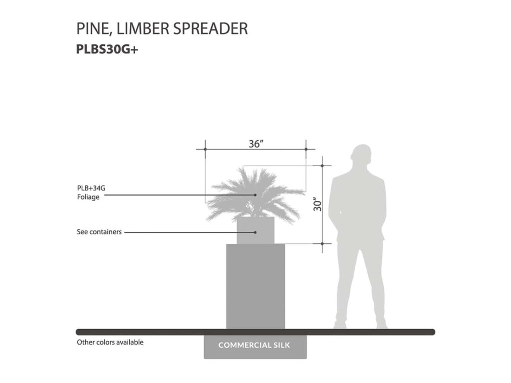 Limber Pine Plant, Spreader, Tea Green ID# PLBS30TG+