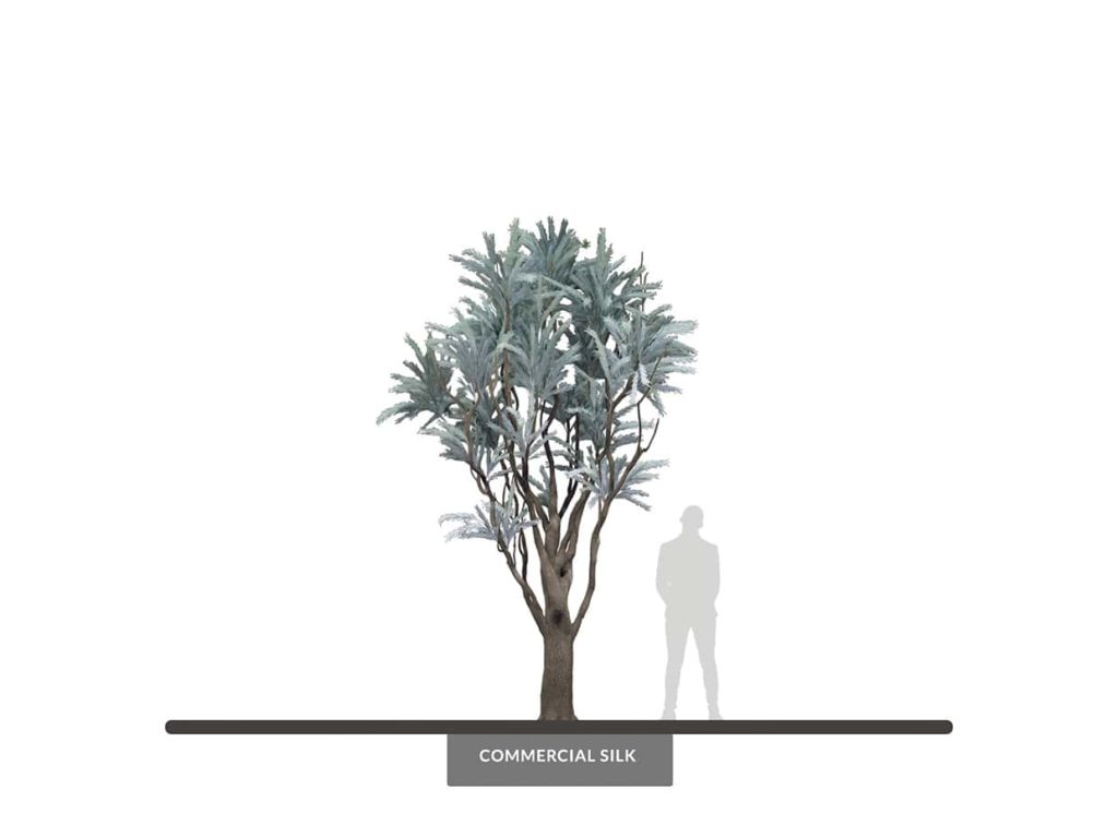 Limber Pine Tree, 14', Outdoor ID# PLBFX4B+