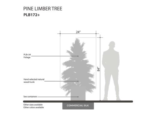 Limber Pine Tree, Outdoor ID# PLB172B+
