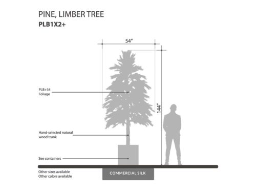 Limber Pine Tree, Pyramid, Outdoor ID# PLB1X2G+