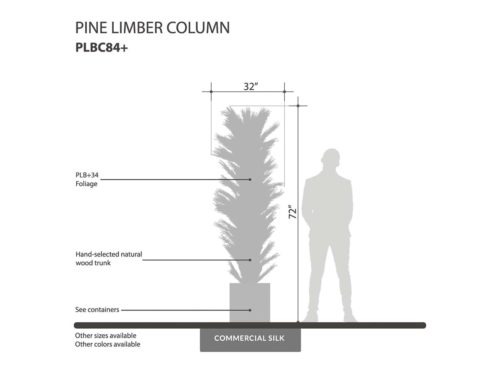 Limber Pine Tree, Columnar, Outdoor ID# PLBC84G+
