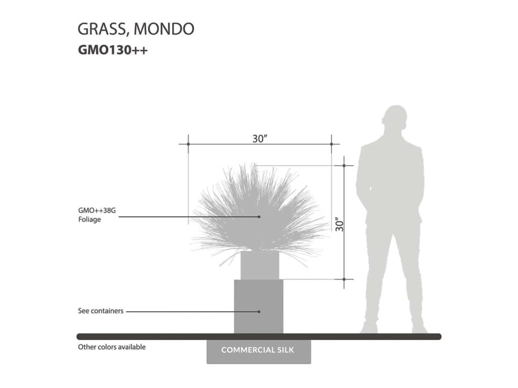 Mondo Grass Plant ID# GMD132