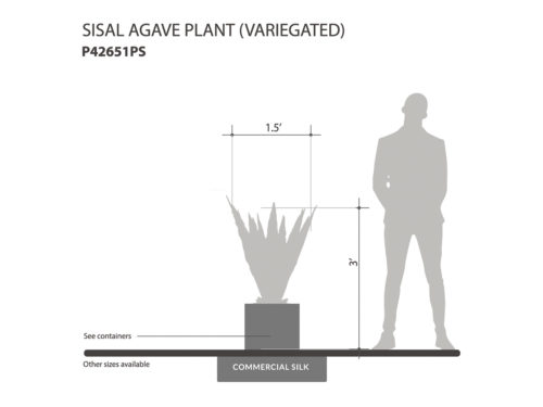 Sisal Agave Plant ID# P42651PS