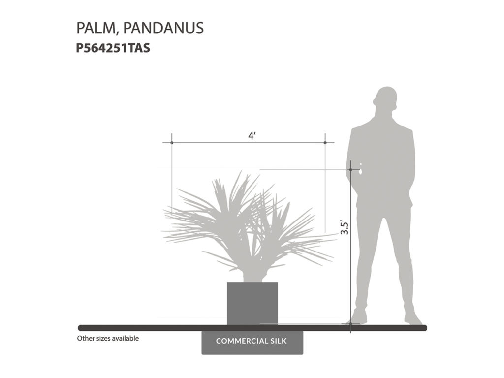 Pandanus Palm Tree ID# P564251TAS