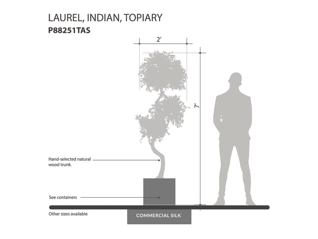 Indian Laurel Tree ID# P88251TAS