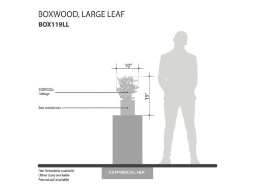 Large Leaf Boxwood Plant (exterior) ID# BOX119LL+
