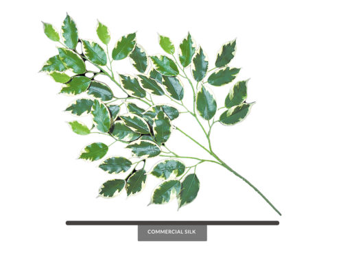 Hawaiian Ficus Spray ID# FH#26