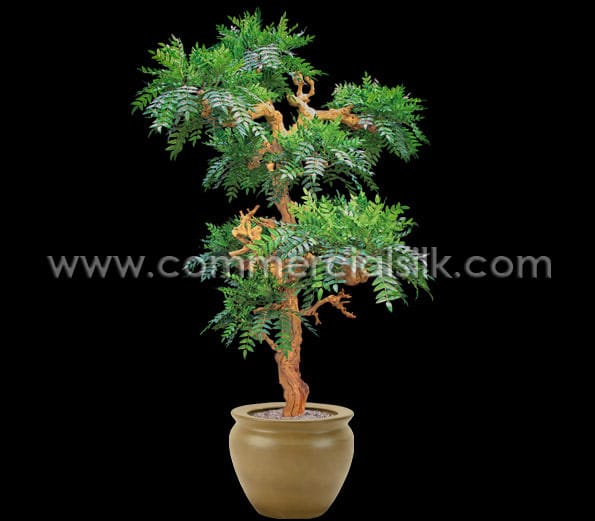 Acacia Bonsai2 L