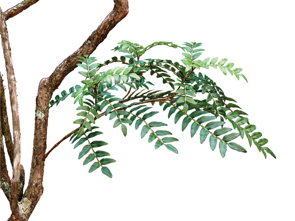 Acacia Tree ID# ACAEX8