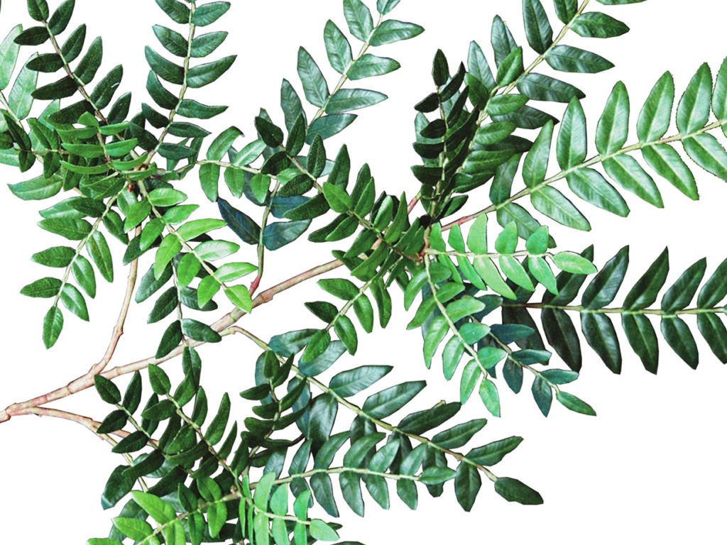 Acacia Bonsai Tree ID# 2519