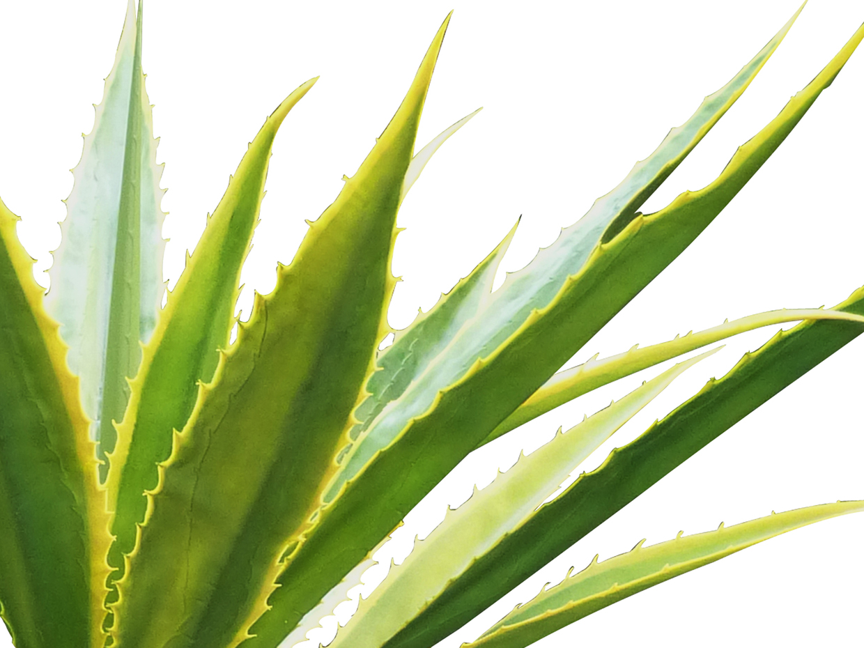 Agave Bush ID# AGV149YG+