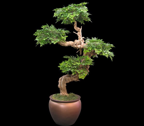 Fake Bonsai Trees & Plants: History, Use & Types For Sale
