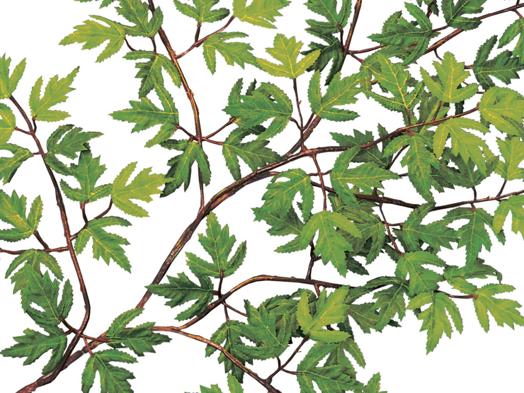 Ming Aralia Tree ID# AMCE72