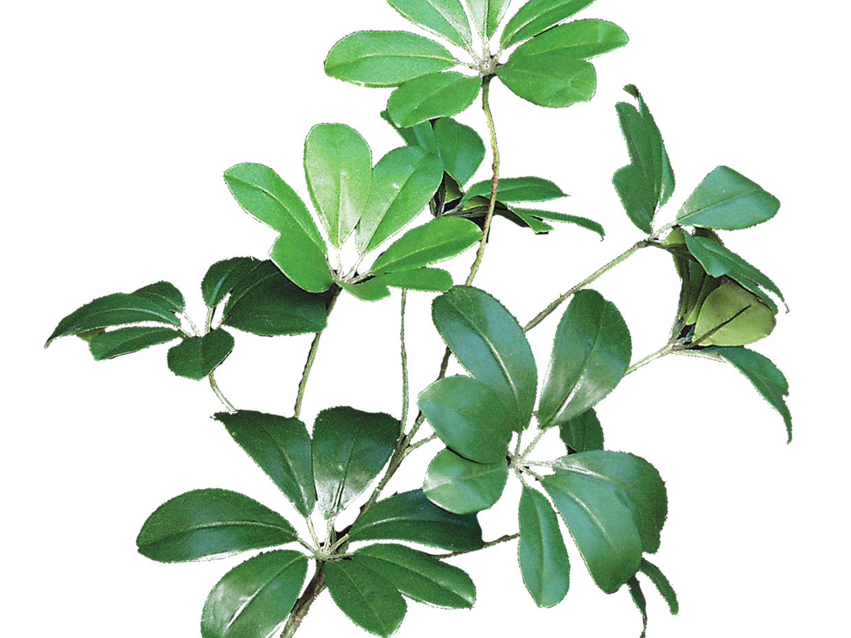 Arboricola Schefflera Tree ID# ATCE72
