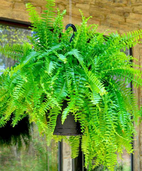 Asparagus ferns