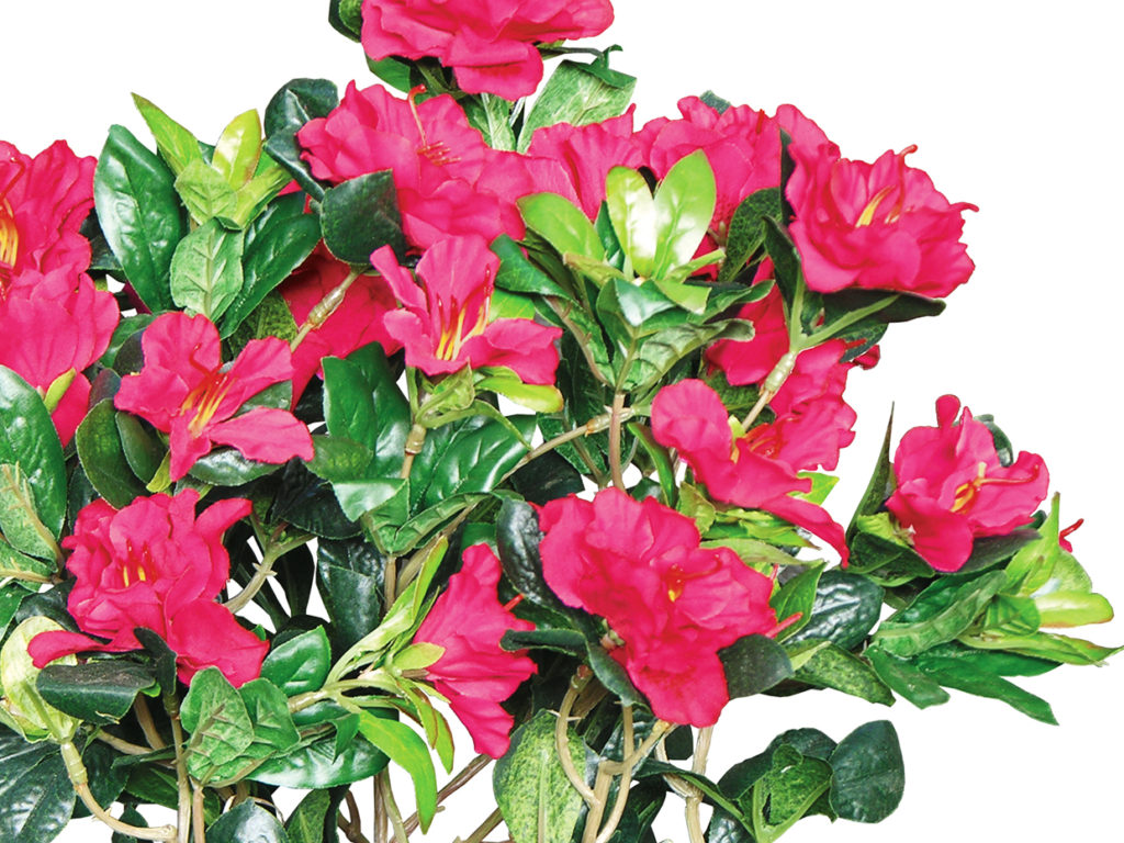 Potted Azalea Plant ID# AZA118B+