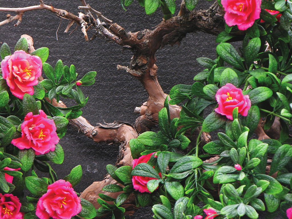 Espalier Azalea Tree, Beauty ID# AZAE96B+