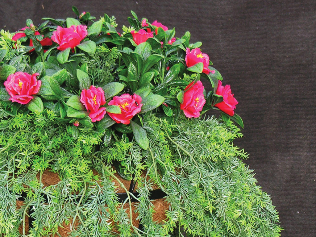 Azalea & Asparagus Fern Commercial Hanging Basket ID# FEAAZA14B+