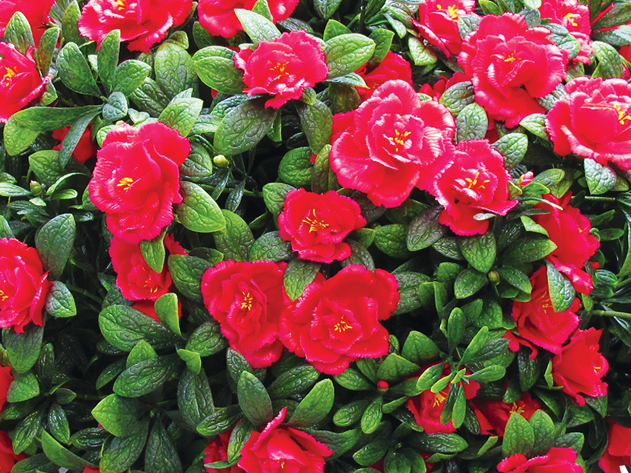 Azalea Flower Ball Plant ID# 4847