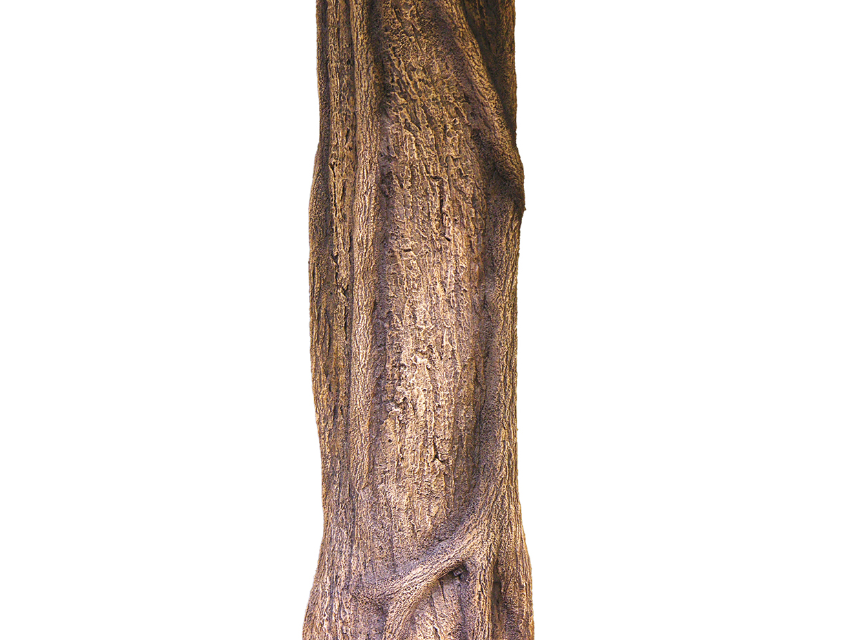 Banyan Tree, Umbrella ID# 4779