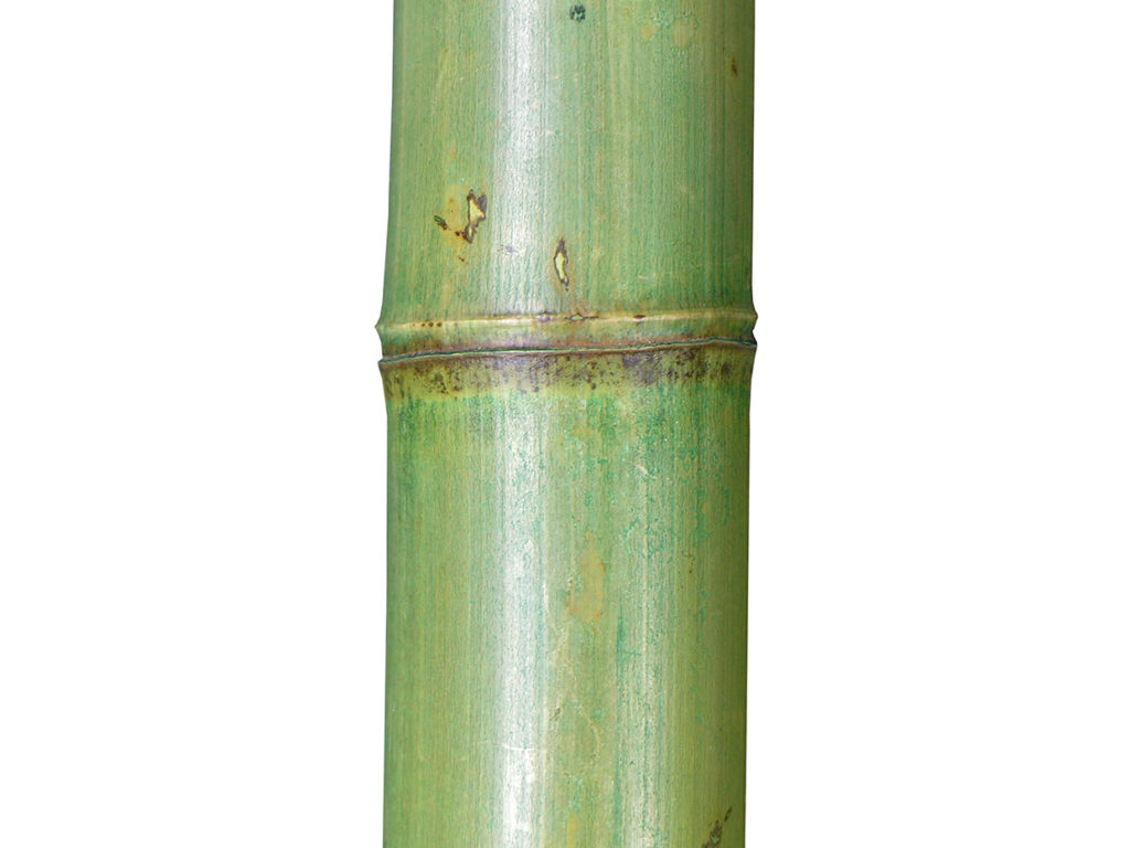 Oriental Bamboo Tree ID# BBCM72