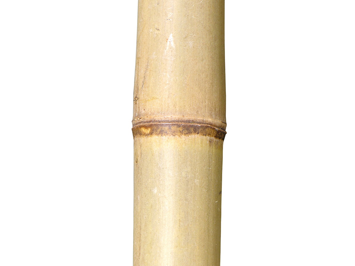 Bamboo Tree Wall, 14' ID# 15664