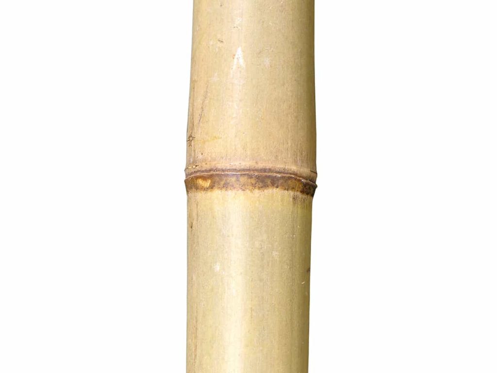 Bamboo Tree, Outdoor ID# BBP3X2++